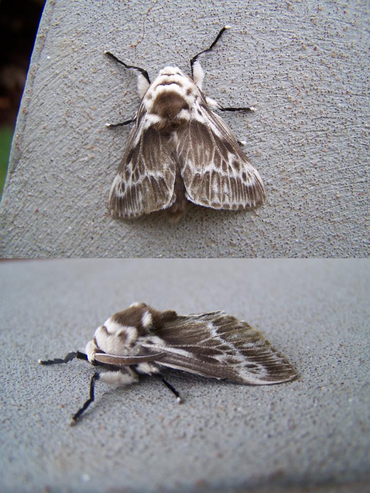 FIGURE 2 FIGURE 2